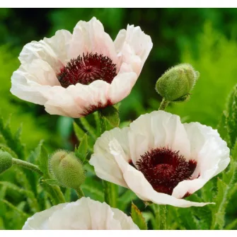 Mák (Papaver)