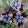 Iris sibirica Black Joker - Szibériai nőszirom
