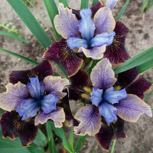 Iris sibirica Black Joker - Szibériai nőszirom
