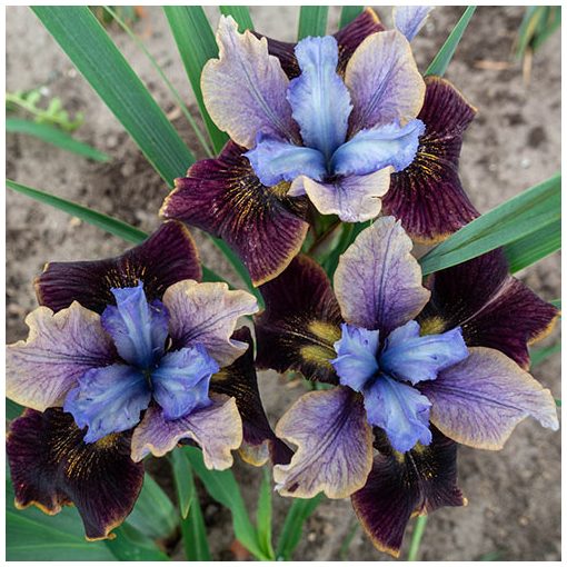 Iris sibirica Black Joker - Szibériai nőszirom