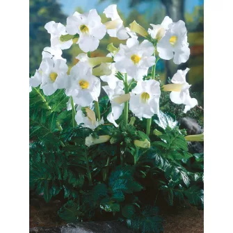 Kerti gloxínia (Incarvillea)