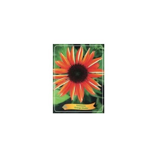 Echinacea purpurea Orange Shades - Kasvirág