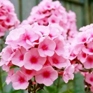Phlox paniculata Brilliant - Bugás lángvirág
