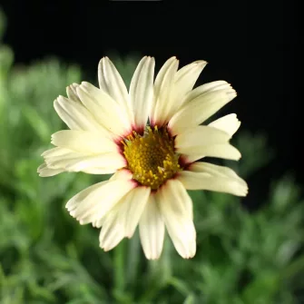 Marokkói margitvirág (Rhodanthemum)