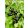 Ribes nigrum Ben Sarek – Fekete ribizli