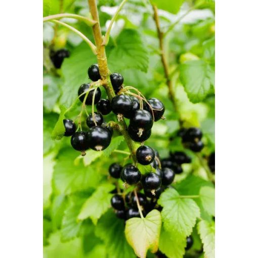 Ribes nigrum Ben Sarek – Fekete ribizli