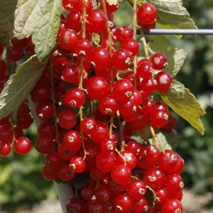 Ribes rubrum Rovada - Rezisztens piros ribizli