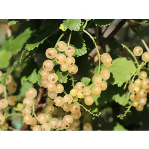 Ribes rubrum Weiße Versailler - Fehér ribizli