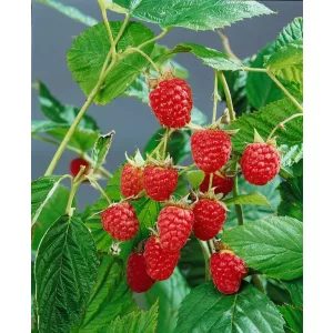 Rubus idaeus Heritage – Folytontermő málna
