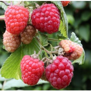 Rubus idaeus Zefa Herbsternte  – Folytontermő málna