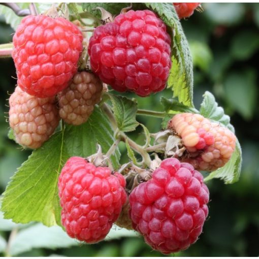 Rubus idaeus Zefa Herbsternte  – Folytontermő málna