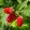 Rubus idaeus Schönemann – Málna (őszi)