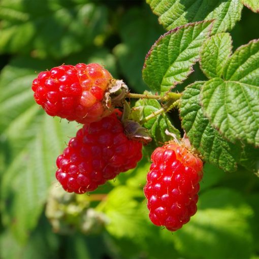 Rubus idaeus Schönemann – Málna (őszi)