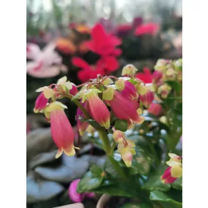 Csüngő korallvirág - Kalanchoe Dream Bells