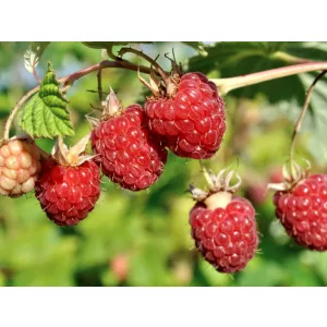Rubus idaeus Primeberry® Autumn First – Málna (őszi)
