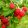 Rubus idaeus Autumn Bliss (syn.: Blissy) - Málna