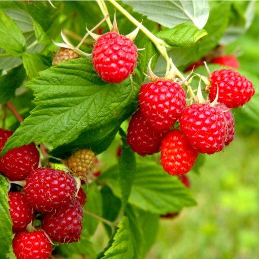 Rubus idaeus Autumn Bliss (syn.: Blissy) - Málna