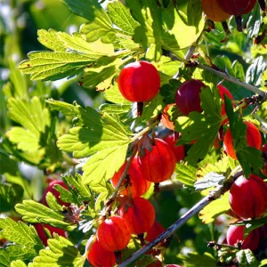 Ribes uva-crispa Hinnomaki Rot – Egres