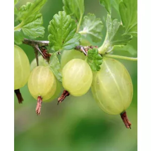 Ribes uva-crispa Hinnomaki Grün – Egres