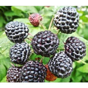 Rubus occidentalis Black Jewel – Fekete málna