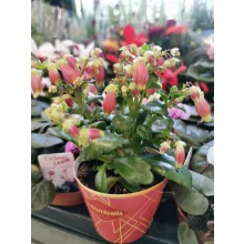 Csüngő korallvirág - Kalanchoe Dream Bells