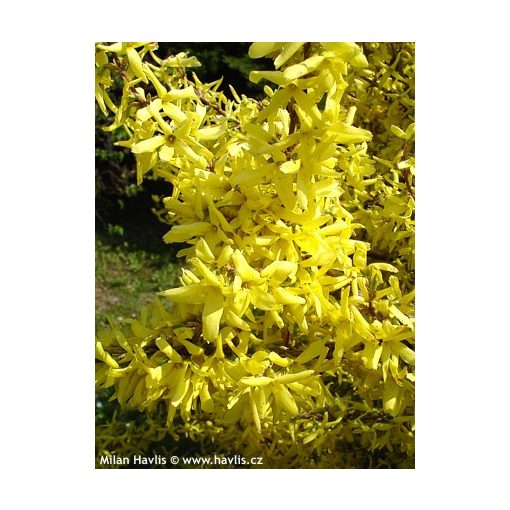 Forsythia x intermedia Lynwood - Aranycserje
