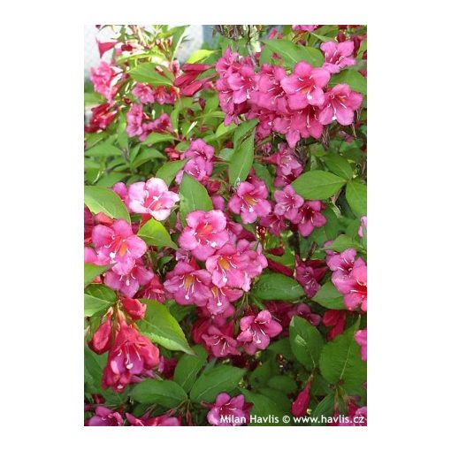 Weigela Bristol Ruby - Piros virágú rózsalonc