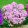 Phlox paniculata Bambini Candy Crush - Bugás lángvirág