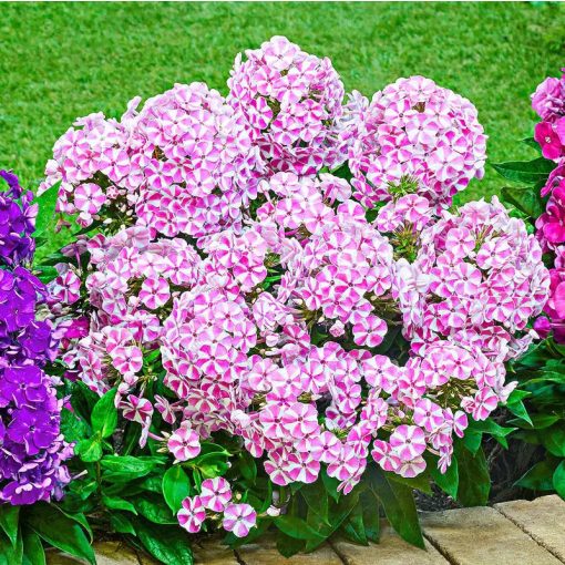 Phlox paniculata Bambini Candy Crush - Bugás lángvirág