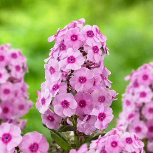 Phlox paniculata Jeffs Pink - Bugás lángvirág