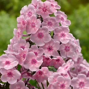 Phlox paniculata Rainbow Dancer - Bugás lángvirág