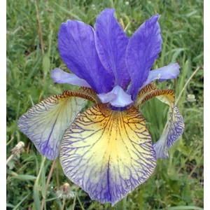 Iris siberica Pennywhistle - Szibériai nőszirom
