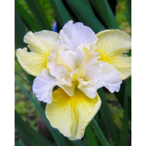 Iris siberica Yellow Tail - Szibériai nőszirom