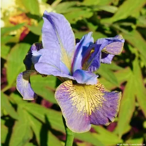 Iris siberica Uncorked - Szibériai nőszirom