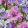 Iris siberica Pink Parfait - Szibériai nőszirom