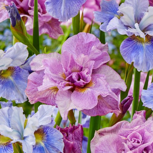 Iris siberica Pink Parfait - Szibériai nőszirom