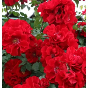 Rosa Roter Korsar - Parkrózsa