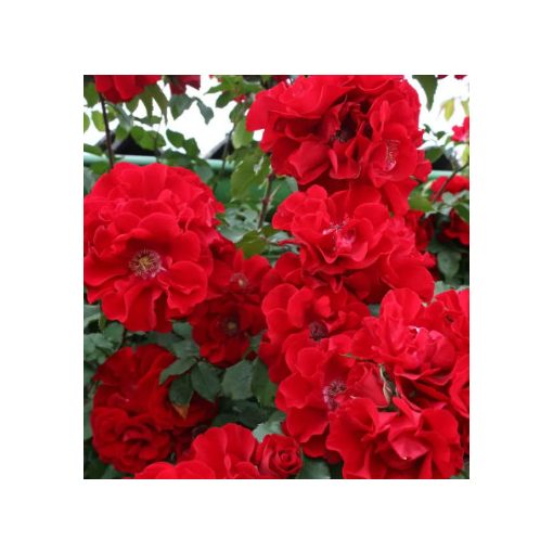 Rosa Roter Korsar - Parkrózsa