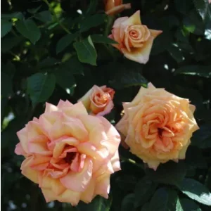 Rosa Barock - Futórózsa