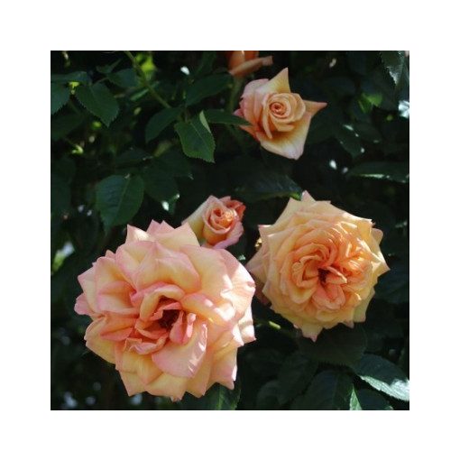 Rosa Barock - Futórózsa