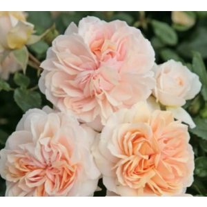 Rosa Garden of Roses - Virágágyi floribunda rózsa