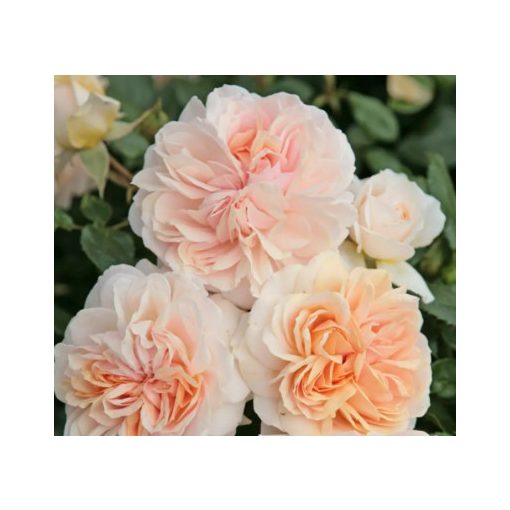 Rosa Garden of Roses - Virágágyi floribunda rózsa