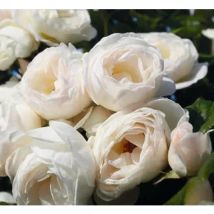 Rosa Uetersener Klosterrose - Futórózsa