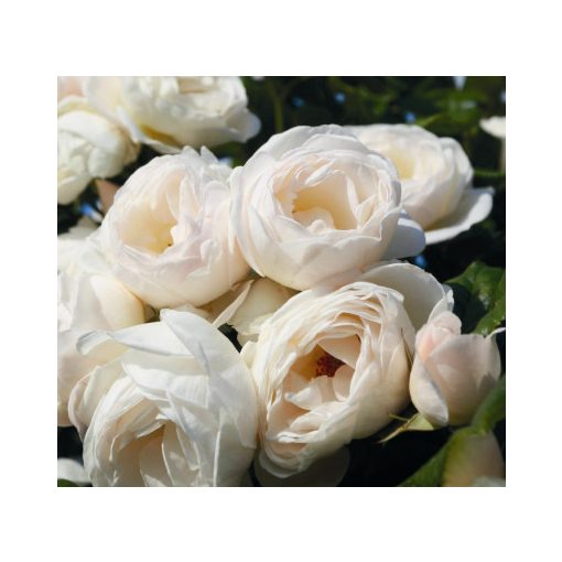 Rosa Uetersener Klosterrose - Futórózsa