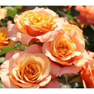 Rosa La Villa Cotta - Floribunda rózsa