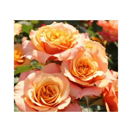 Rosa La Villa Cotta - Floribunda rózsa
