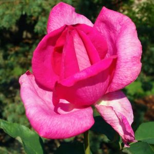Rosa Parole - Teahibrid rózsa