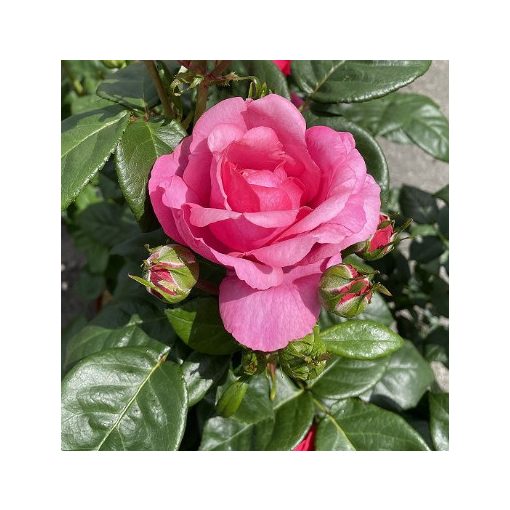 Rosa Desireé - Rózsa