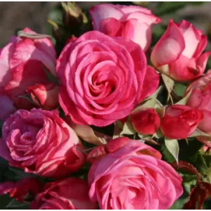 Rosa Xenia - Rózsa