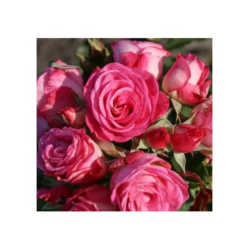 Rosa Xenia - Rózsa